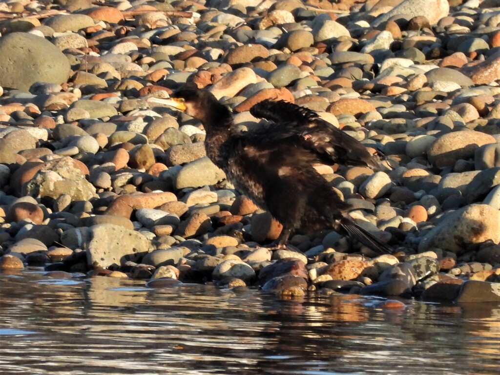 ウミウでしょうか？