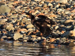 ウミウでしょうか？