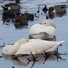 コハクチョウお昼寝中