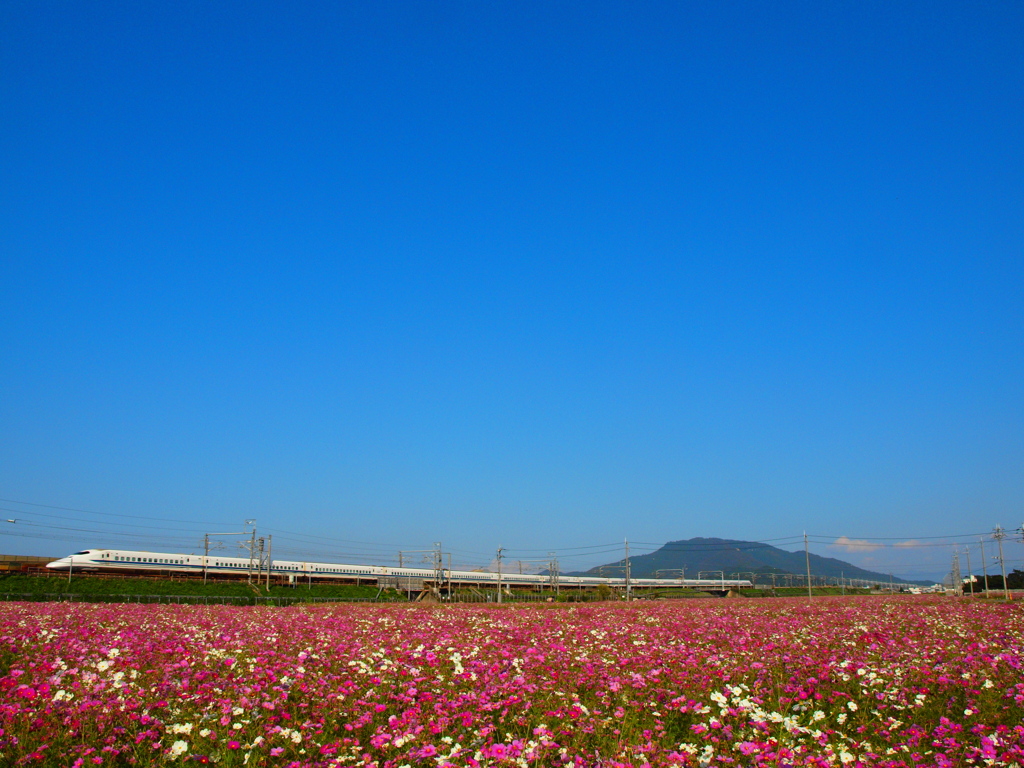 秋桜日和