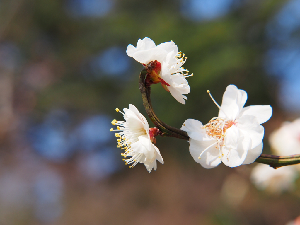 京都府立植物園の梅