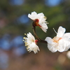 京都府立植物園の梅