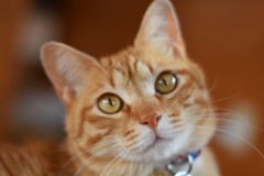 初の単焦点レンズ！