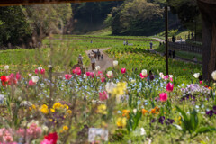 久里浜　花の国の花壇