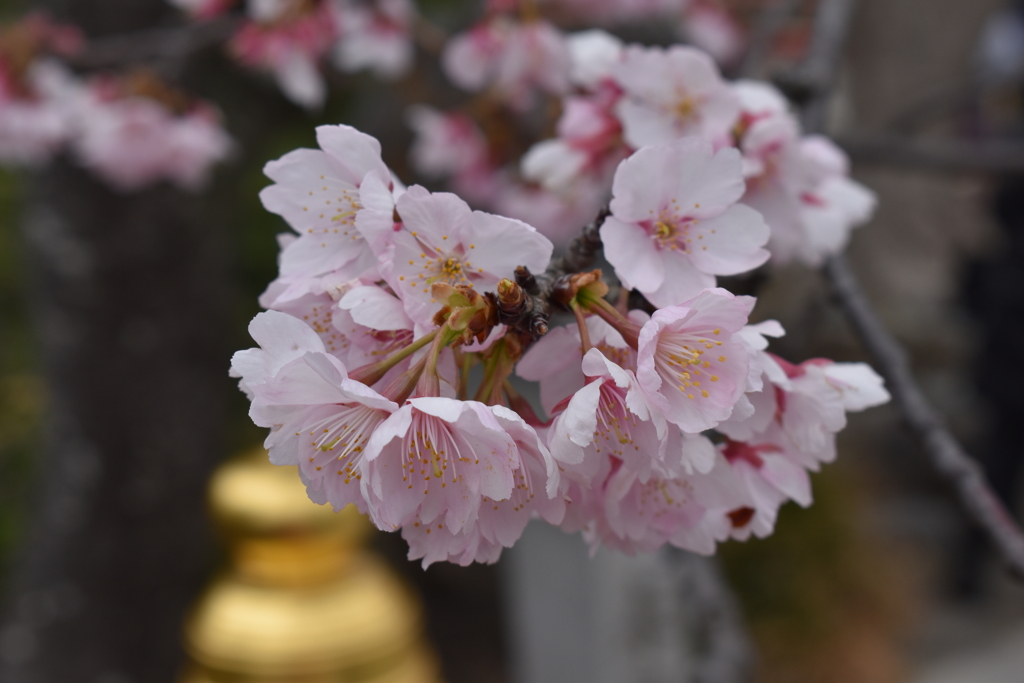 桜