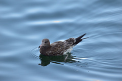 優雅に泳ぐ鳥