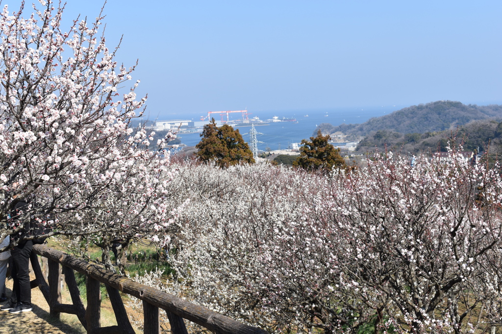 田浦梅の里