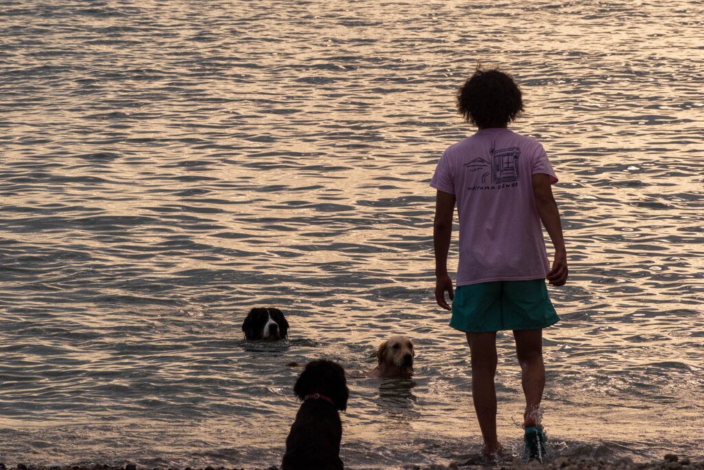 犬と海