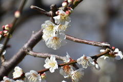 梅の花