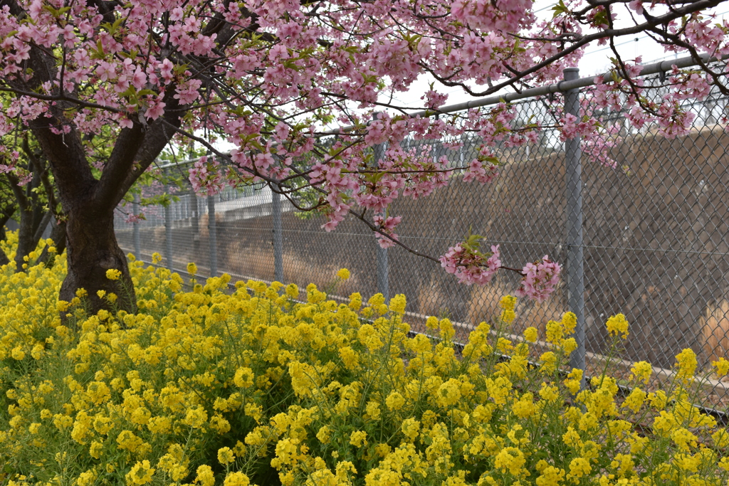 河津桜と菜の花