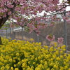 河津桜と菜の花