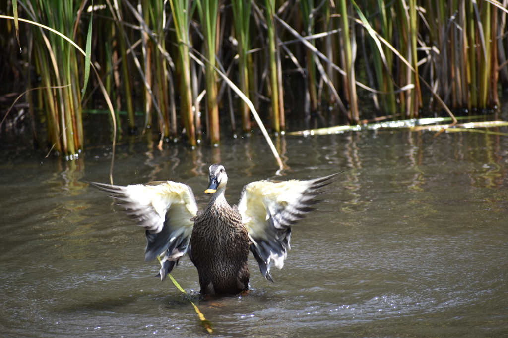 水浴びをする鳥