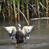 水浴びをする鳥