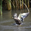 水浴びする鳥