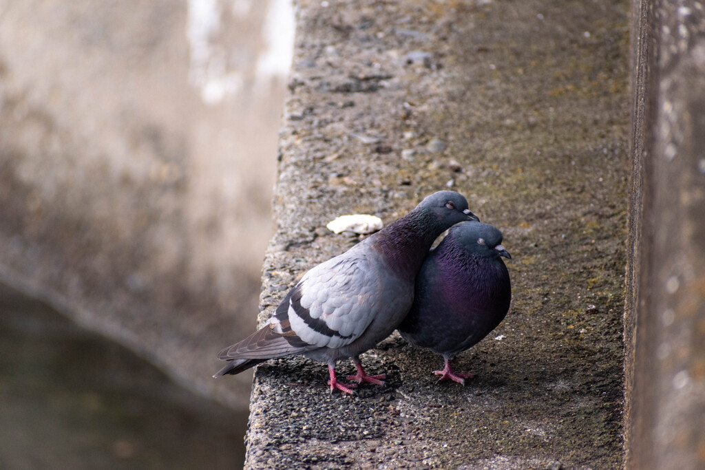 鳩
