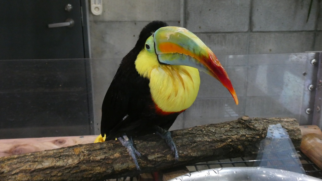 鳥ピカル