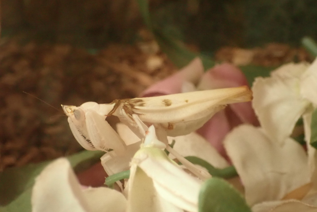 花に紛れる可憐な狩人