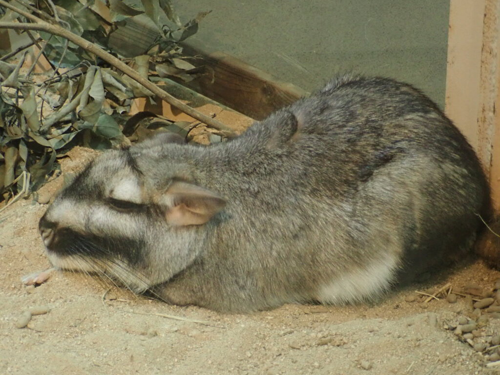 巨大なチンチラ