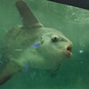 マンボ、ウーッ！