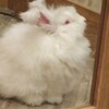 生きた綿飴？