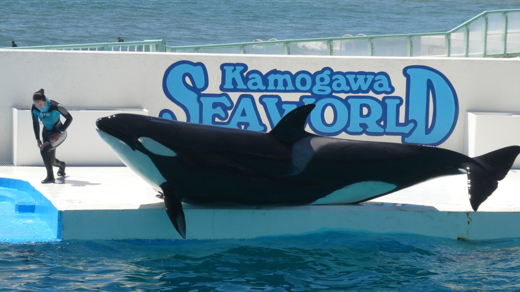 陸地で決めポーズ