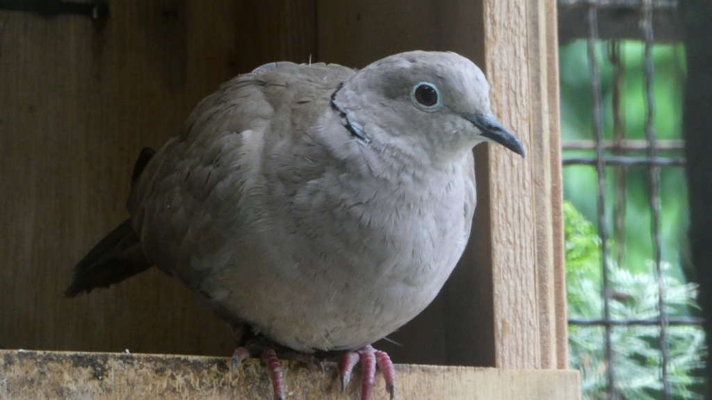 埼玉県の鳥