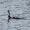白鳥じゃないよ