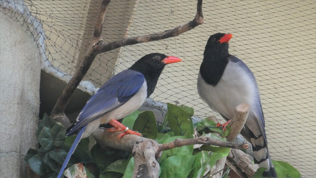 こう見えてもカラスの仲間です