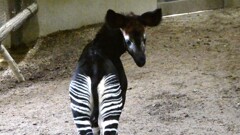 幼い頃から美尻
