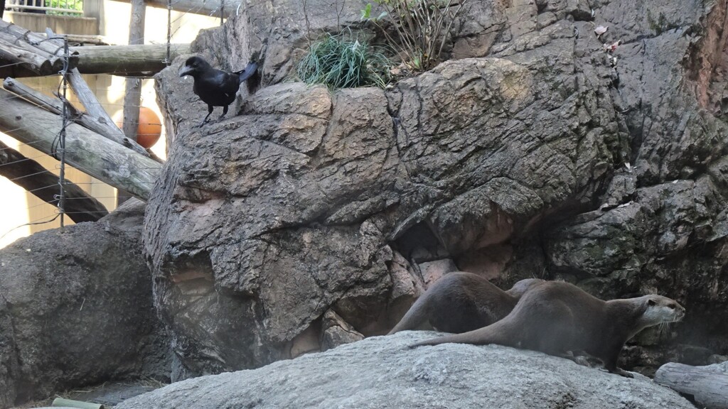 カラスのお宅訪問