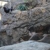 カラスのお宅訪問