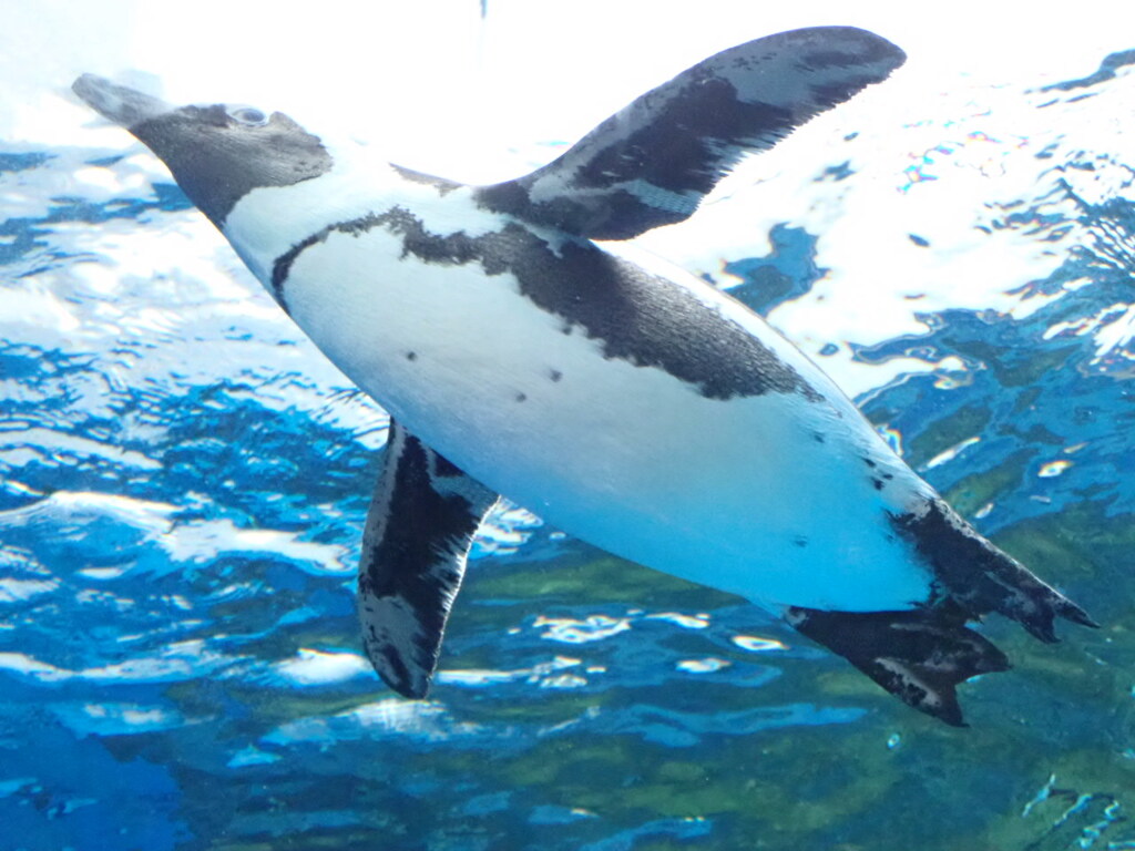 ペンギンだって空を飛ぶ