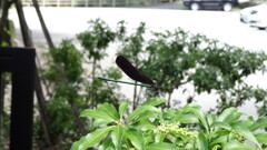 高級感あるトンボ