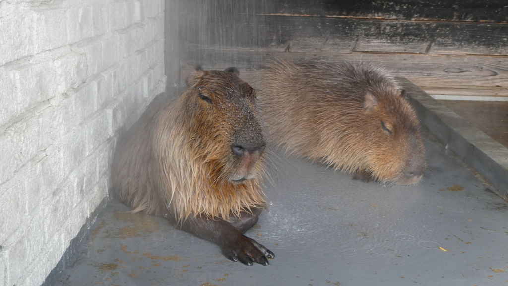 シャワー気持ちいいよ