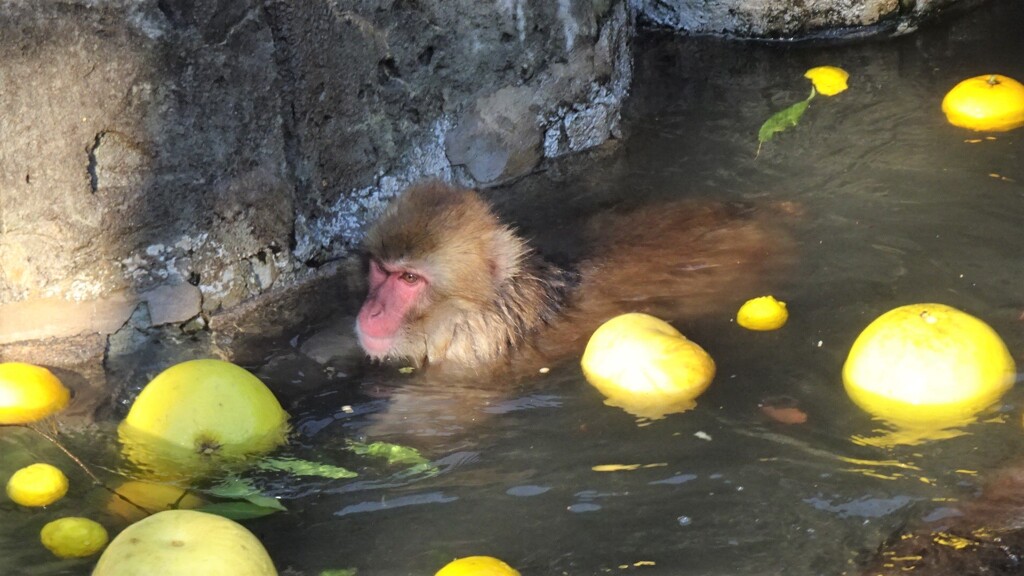 ゆず湯で年忘れ