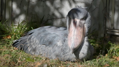 不動な鳥も横になる