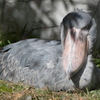 不動な鳥も横になる