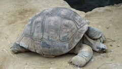 上野の長老