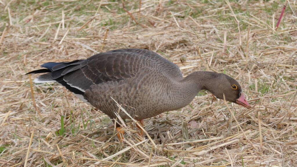 埼玉にやって来た珍客