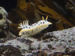 これぞまさに「海牛」