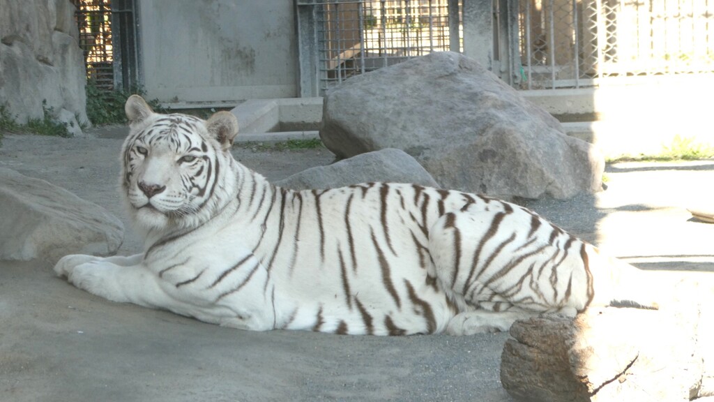 美しき白虎