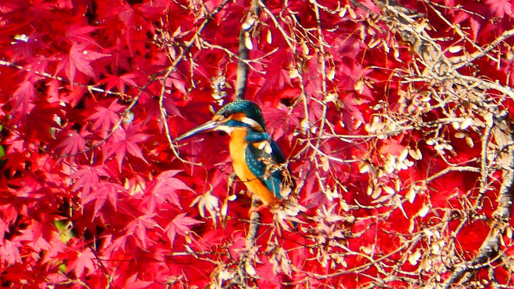 紅の中の蒼