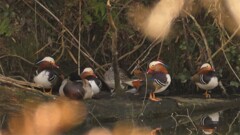 木陰でも映える