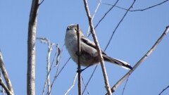 日本野鳥界のマスコット