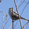 日本野鳥界のマスコット