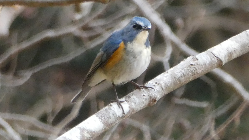 青い鳥、来る