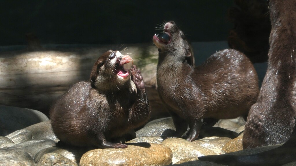 ムシャムシャガブガブ