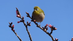 梅にウグイス、ではなくメジロ