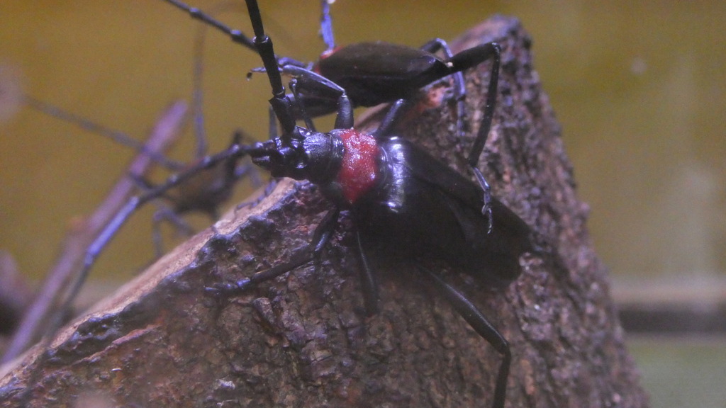 木々を脅かす黒い悪魔