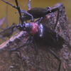 木々を脅かす黒い悪魔